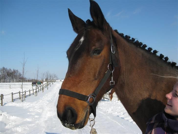 Anden særlig race Lindholms Sofus - smukke smukke pony <3 billede 6