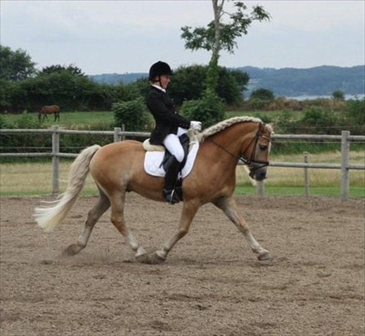 Tyroler Haflinger Story - Haflingerstævne 14.08.10. LA kür 75,50%. Her i en trav øgning :D billede 10