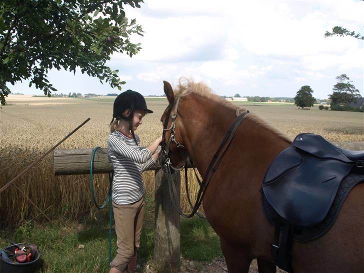 Islænder Sóley fra Lille Nørregård billede 7