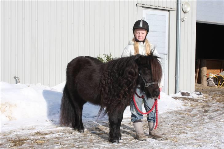 Shetlænder Aspera"s Eriska - Hannah og Eriska billede 1