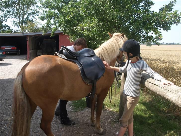Islænder Sóley fra Lille Nørregård billede 8