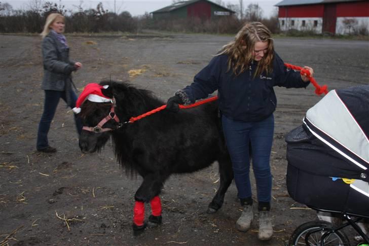 Shetlænder Aspera"s Eriska billede 6