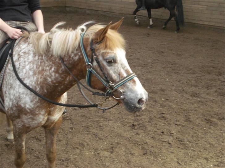 Knabstrupper Jolly Jumper<3 |Gml. Part| - Mygind, Jollys gamle part, rider joller drengen i grime og hovedtøj xD Foto: Miig billede 13