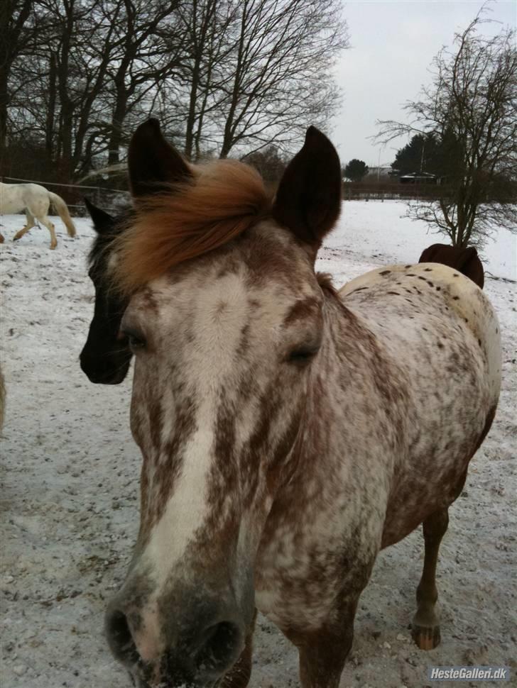 Knabstrupper Jolly Jumper<3 |Gml. Part| - Jolly på fold :D Foto: Anne billede 14