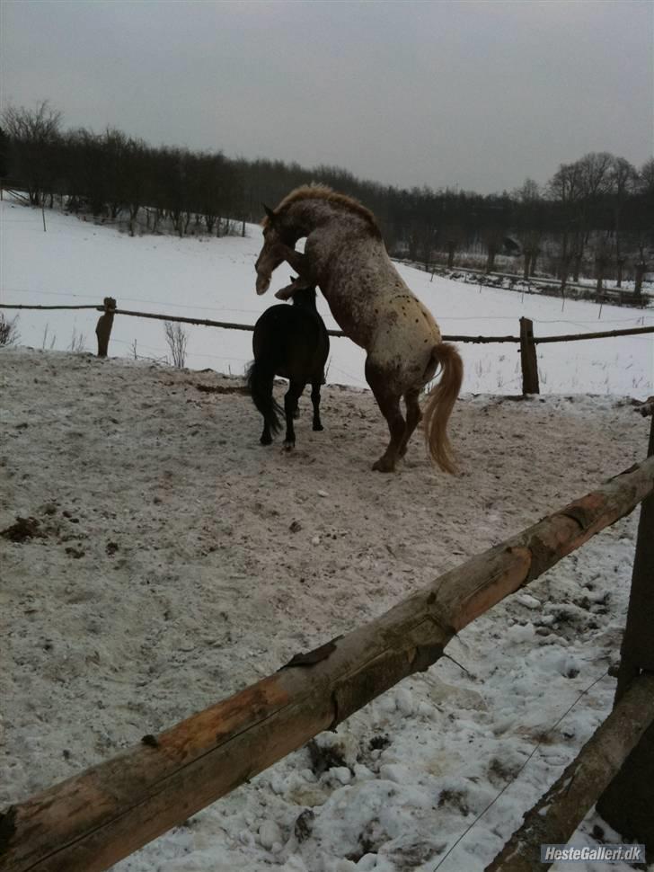 Knabstrupper Jolly Jumper<3 |Gml. Part| - Stejle op ad Snapper xD Foto: Anne billede 15
