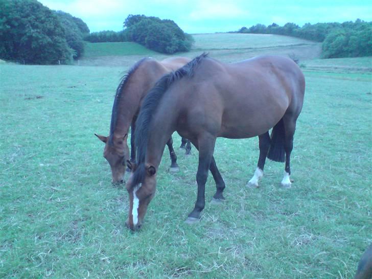 Holstener Corona billede 6