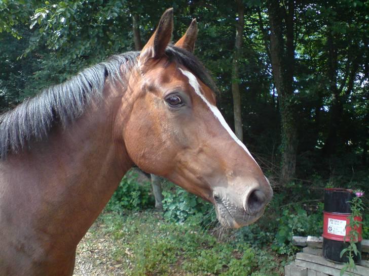 Holstener Corona - Er bar lige stukket af og gået på tur! billede 7
