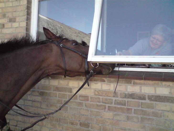 Holstener Corona - Tiggemås billede 8