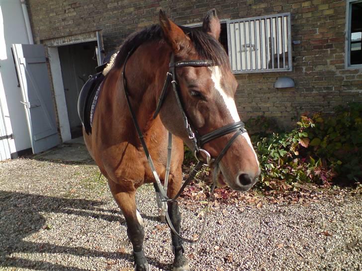 Holstener Corona - Leger med biddet billede 9