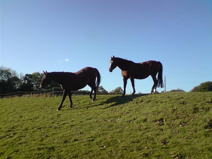 Holstener Corona - Folden i solskin billede 10