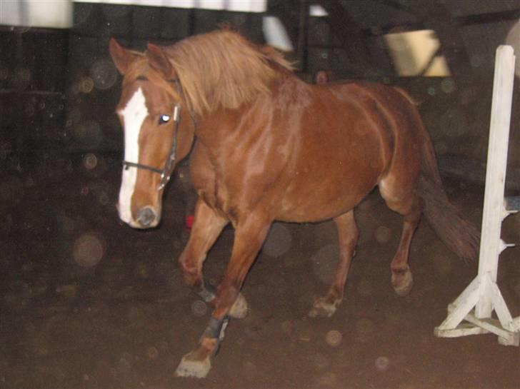 Frederiksborg Maja - Gammel part billede 16