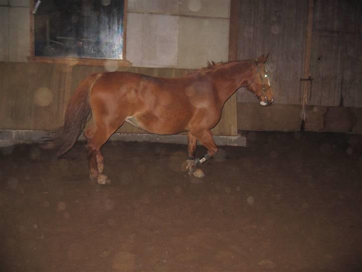 Frederiksborg Maja - Gammel part billede 17