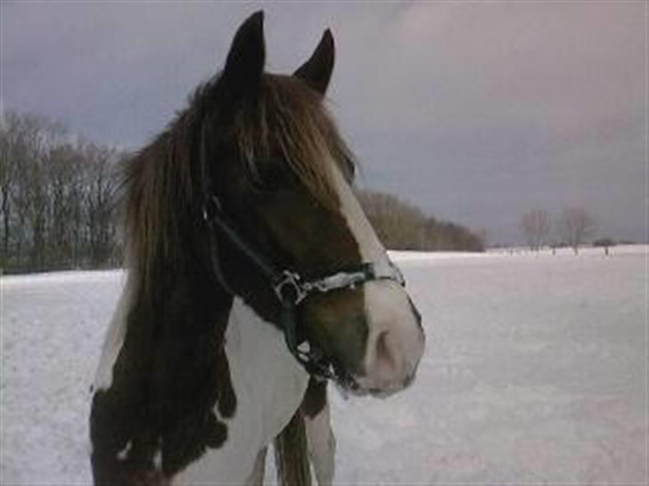 Pinto Kazella Nyberg billede 14