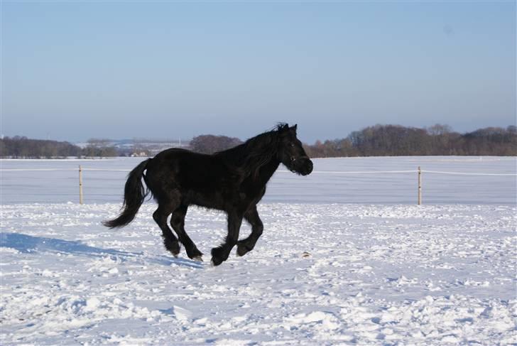 Fell pony Hannah van de Pannoaven - føl fra 2008 bygballegaards Bashim, som fik 93 point af engelsk dommer til novembershowet billede 10