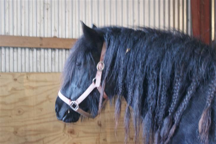 Fell pony Hannah van de Pannoaven - Hannah efter fødsel nr 3 billede 11