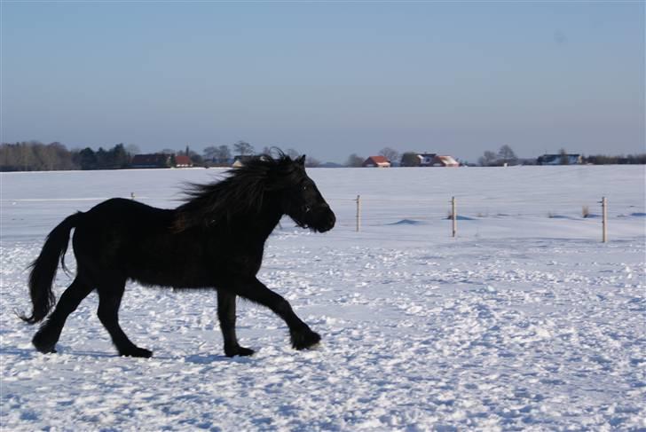 Fell pony Hannah van de Pannoaven - Bashim i galop billede 12