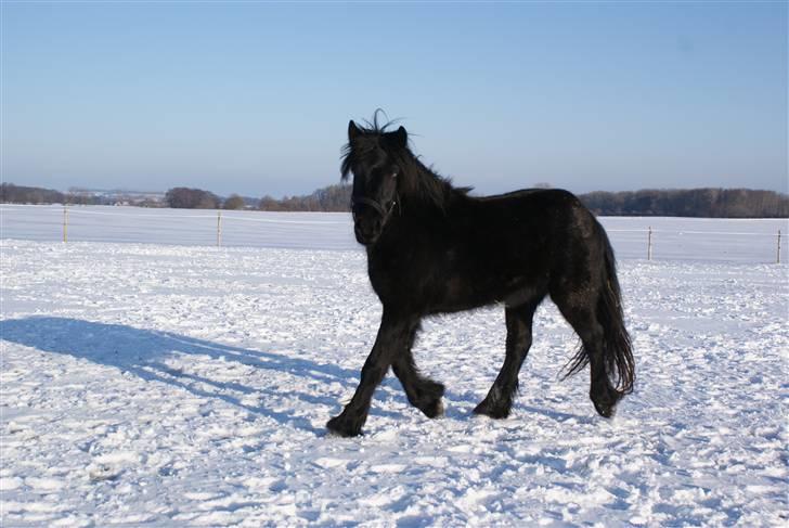 Fell pony Hannah van de Pannoaven - Bashim billede 13