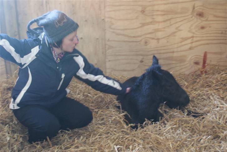 Fell pony Hannah van de Pannoaven - Lille ny hingsteføl med hestepasser Heidi billede 14