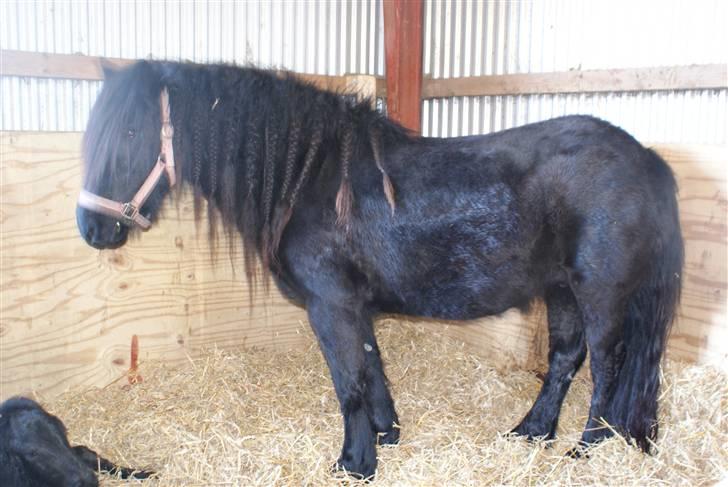 Fell pony Hannah van de Pannoaven - Hannah hviler ud efter fødsel nr 3 billede 15