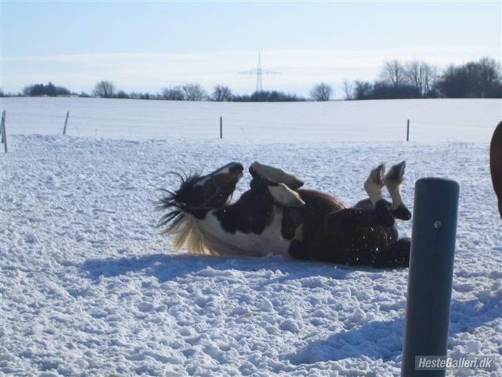 Anden særlig race Balou billede 18