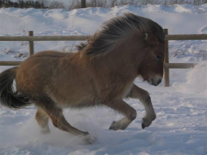 Islænder Fála fra Kirkeskovgård billede 17