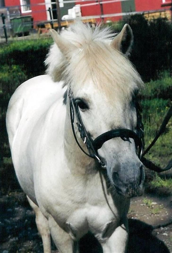 Anden særlig race Sambo billede 1