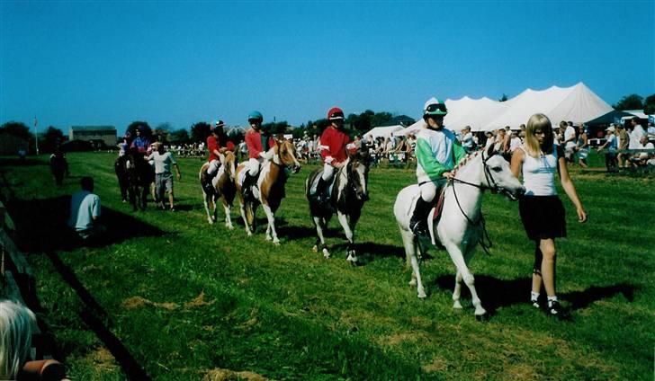 Anden særlig race Sambo - Sambo til væddeløb i Pandrup, han går forrest til præsentationen billede 2