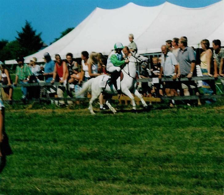 Anden særlig race Sambo - Væddeløb i Pandrup billede 3