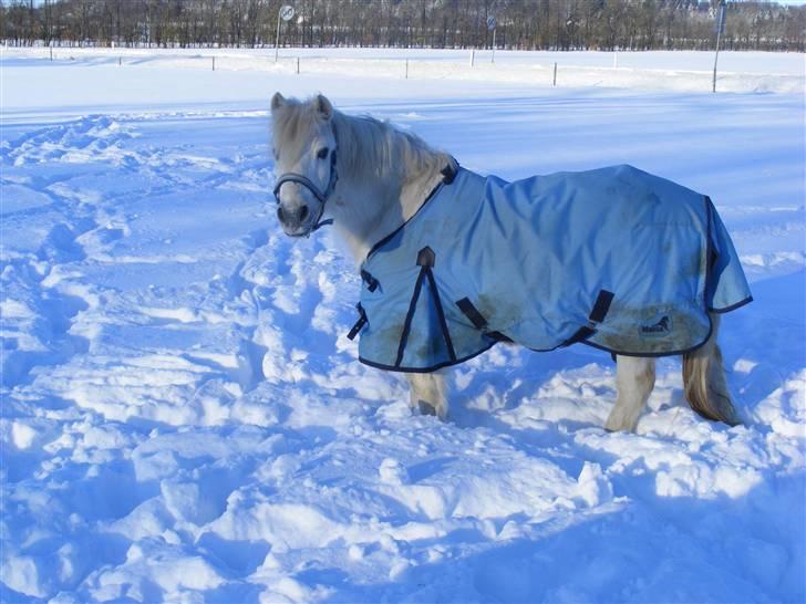 Anden særlig race Sambo - I sneen 2010 billede 5