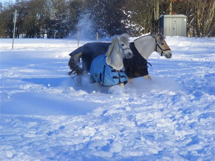 Anden særlig race Sambo billede 7