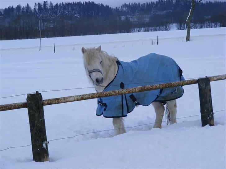 Anden særlig race Sambo billede 8