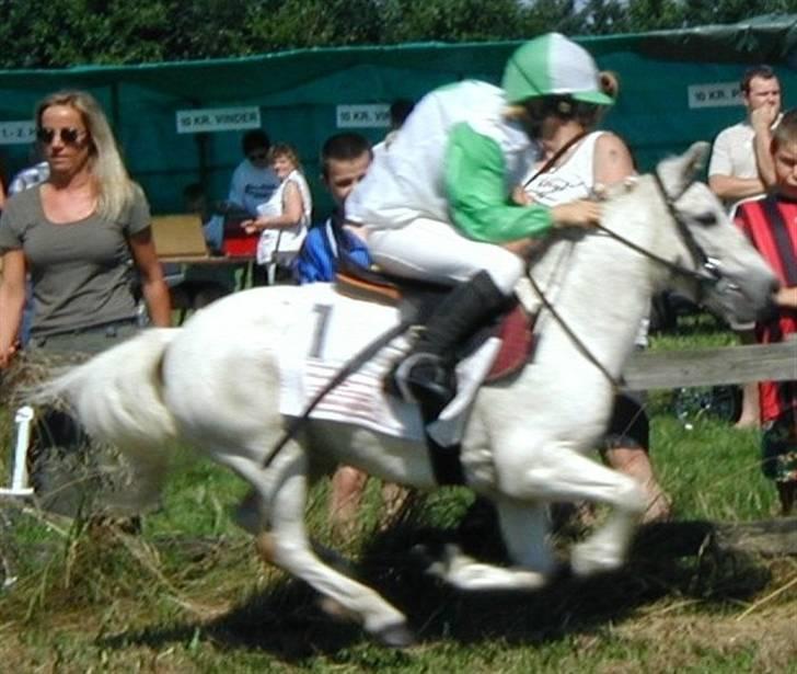 Anden særlig race Sambo - Væddeløb i Pandrup billede 9