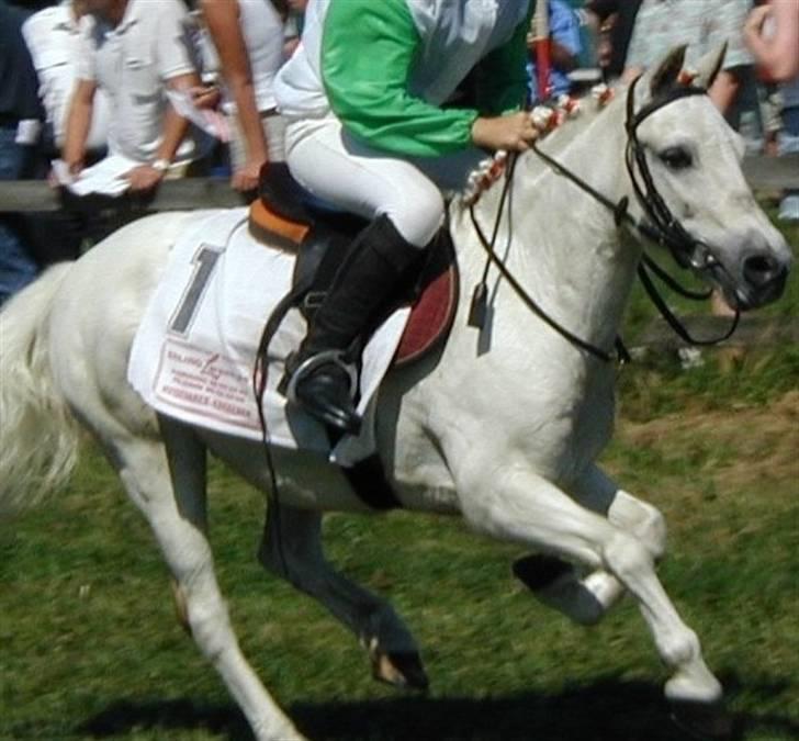 Anden særlig race Sambo - Væddeløb i Pandrup billede 10