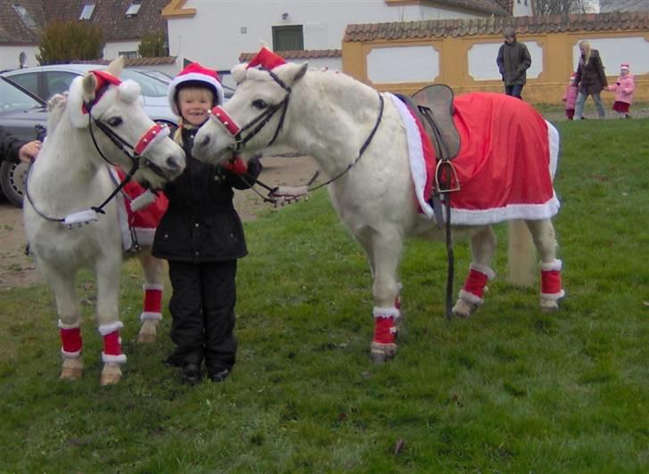 Anden særlig race Sambo - Ponytræning til Jul på Slottet, det er Sambo til højre billede 11