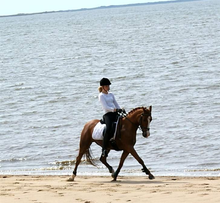 DSP Sizze Bredager EBRSDH 141/B-pony - Betina og Sizze på stranden billede 5