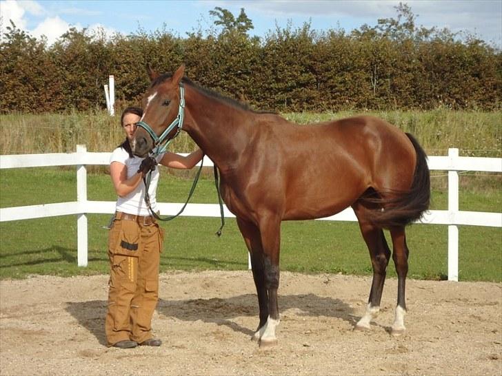 Dansk Varmblod Søgaards Lacoste billede 4