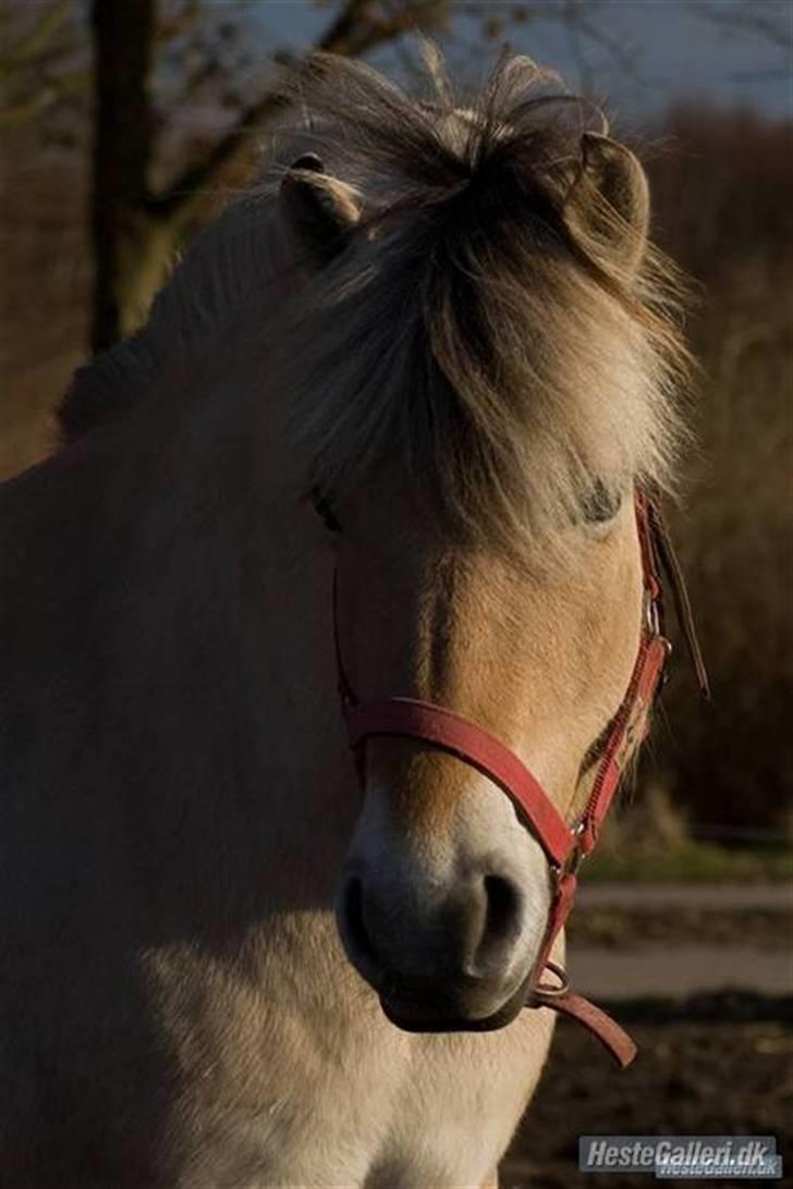 Fjordhest Ågerupgårds neja - prinsesse neja <´3 foto; Jette n billede 6