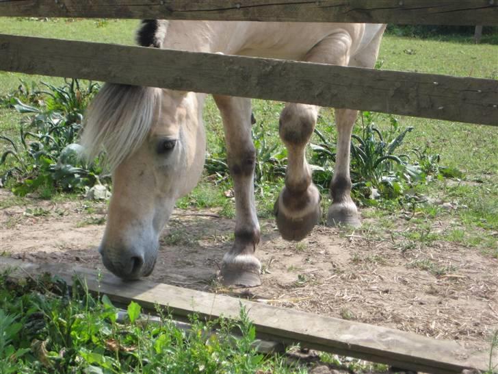Fjordhest Nobelis Fjordlyst billede 20