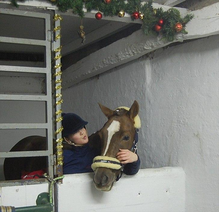 Welsh Cob (sec D) Fronerthig Red Hot Chilli (SOLGT) - - Min kærlighed til dig er som en krig, nem at starte, svær at stoppe og ALDRIG til at glemme<3 billede 17