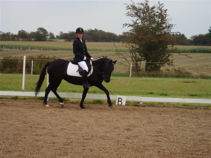 Anden særlig race Dina * Solgt * - stævne i hedelykke<33 ved godt hun bøjer meget!  billede 15