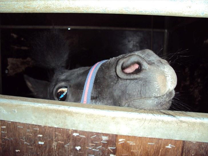 Shetlænder Skipper billede 15