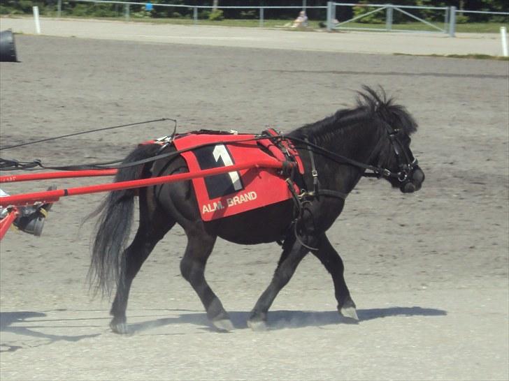 Shetlænder Skipper billede 19