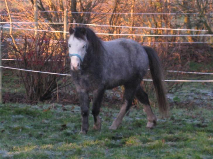Welsh Pony af Cob-type (sec C) Amadeus - oktober 2009 billede 16
