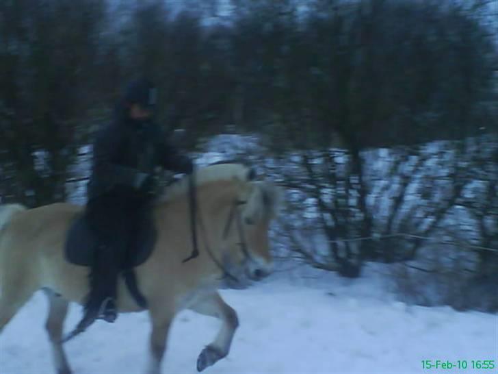 Fjordhest Spartacus billede 20