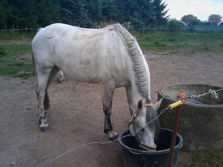 Anden særlig race Savannah R.I.P - "mmh er tørstig :p " billede 17