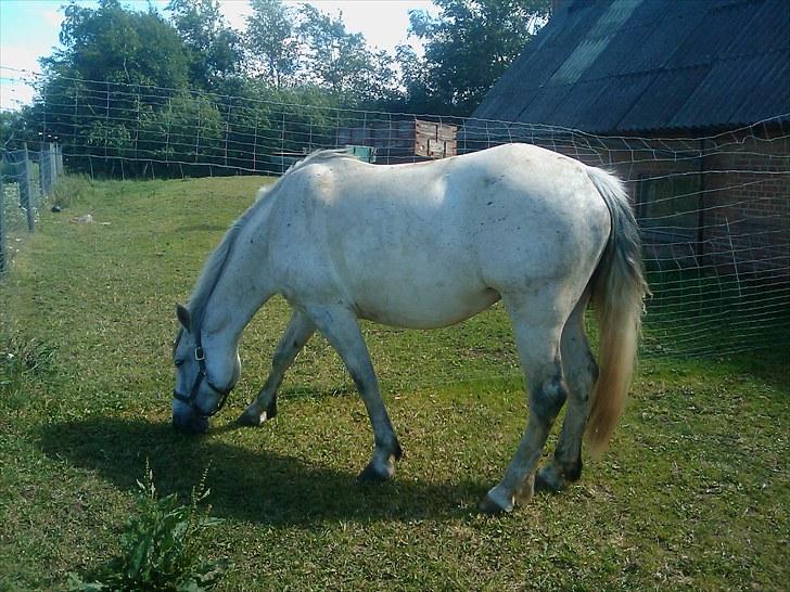 Anden særlig race Savannah R.I.P - nums? :D  billede 18