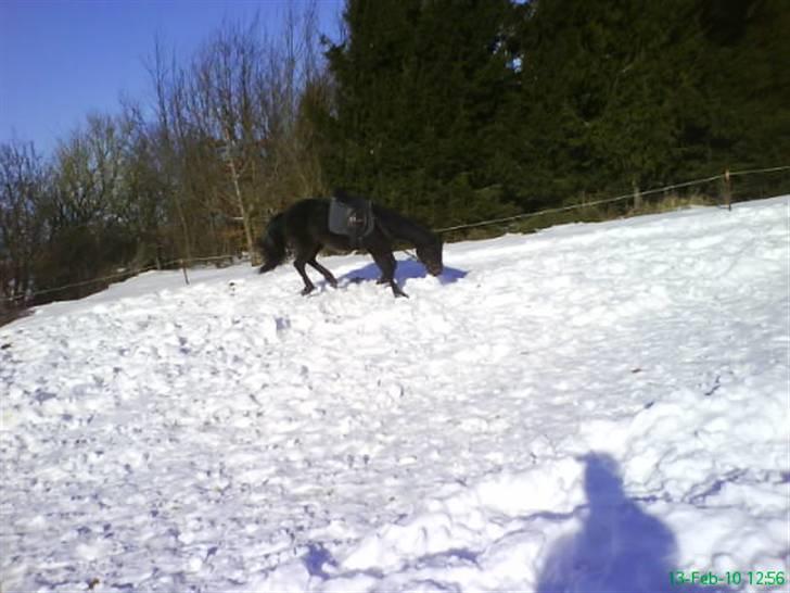 Anden særlig race Twenty (SOLGT) ),: billede 14