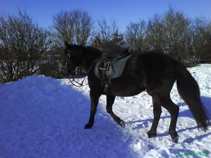 Anden særlig race Twenty (SOLGT) ),: billede 15
