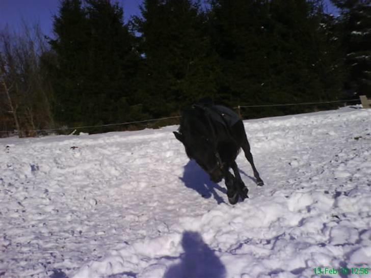 Anden særlig race Twenty (SOLGT) ),: billede 16