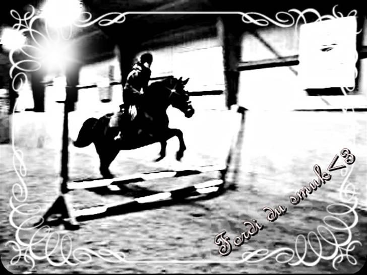 Dansk Varmblod »Gorm«  - (9) spring billede:D   *foto mor* billede 9